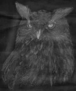 An Owl that I sketched years ago